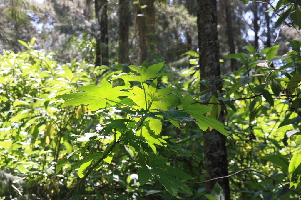 The healing plants of mount Meru - Wandering Goddess
