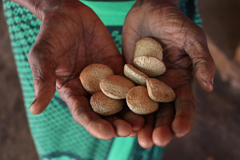 Chagga tribe grandmother holding the nuts she harvested in her farm