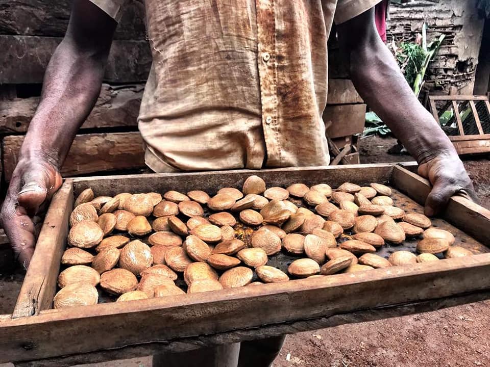Shimbwe village small farm owner drying the kweme nuts